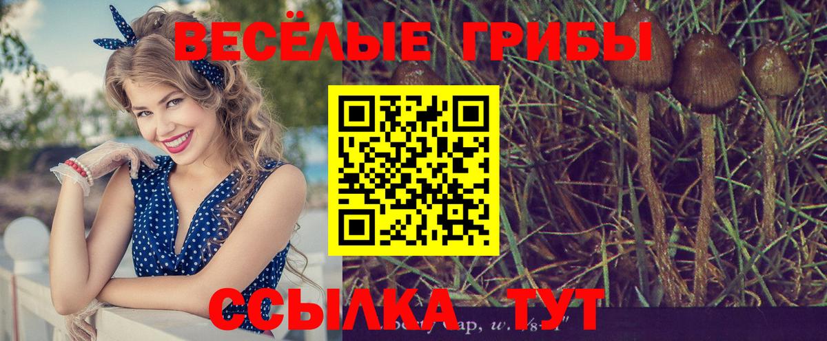 Псилоцибиновые грибы Psilocybine cubensis Котовск